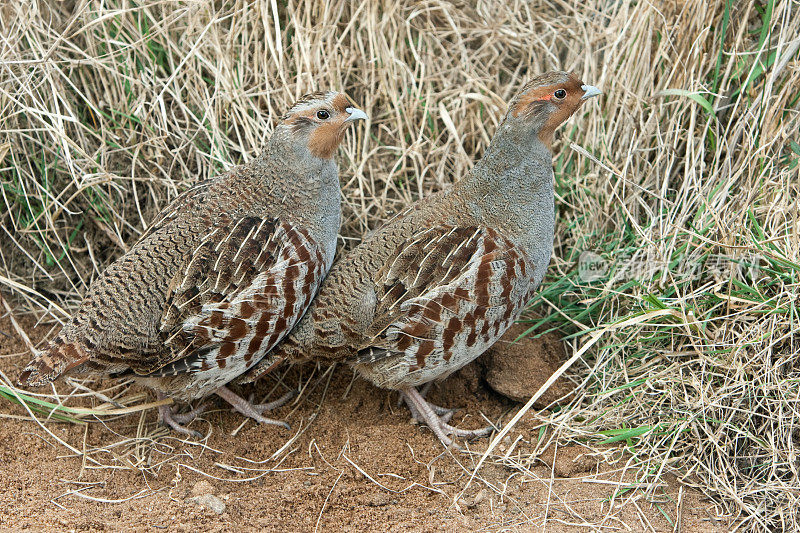 雌性和雄性灰鹧鸪(Perdix perd.)